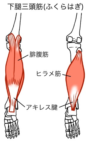 筋肉_ふくらはぎ